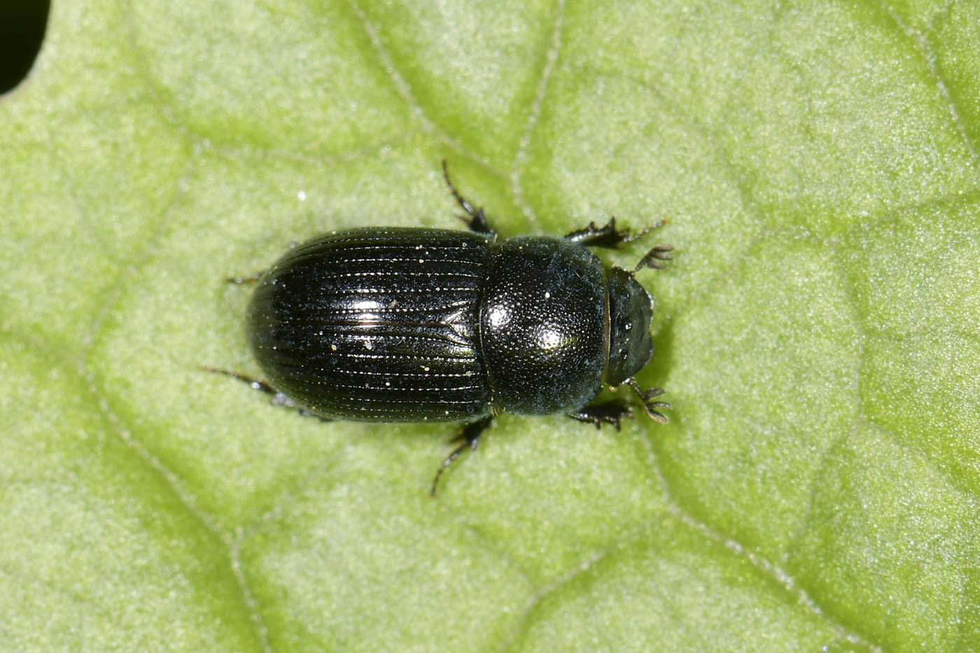 Aphodiidae: Aphodius sp?  No, Agrilinus convexus, maschio